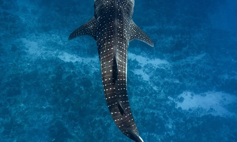 The best and most sustainable place to snorkeleton with whale sharks? This is Ningaloo in Australia The best and most sustainable place to snorkeleton with whale sharks? This is Ningaloo in Australia