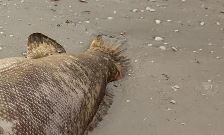 “They are not picky eaters” “They are not picky eaters”