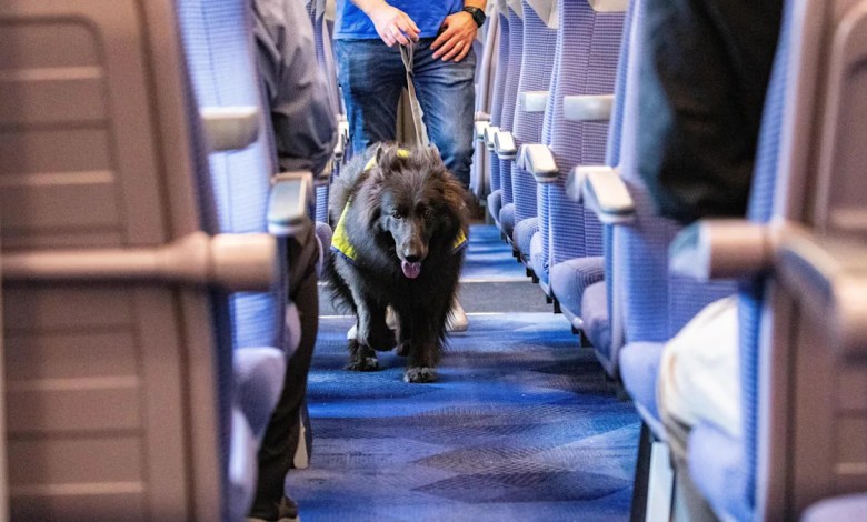 Britain’s first railway therapy dog starts working to help anxious passengers Britain’s first railway therapy dog starts working to help anxious passengers