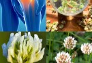 White Clover (Trifolium repens): 15 Gentle Benefits You Never Knew White Clover (Trifolium repens): 15 Gentle Benefits You Never Knew