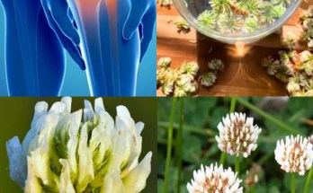 White Clover (Trifolium repens): 15 Gentle Benefits You Never Knew White Clover (Trifolium repens): 15 Gentle Benefits You Never Knew