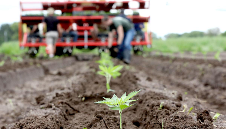 Hemp Farming Hemp Farming