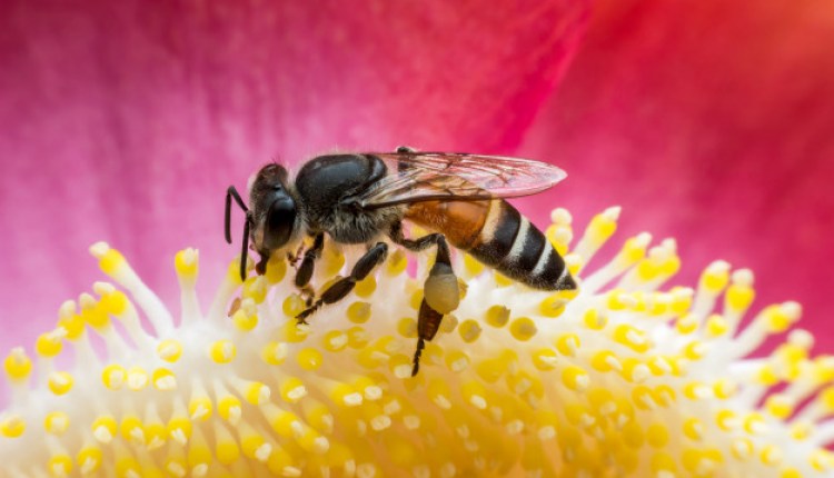 Keep Yourself Safe From Stinging Insects Keep Yourself Safe From Stinging Insects