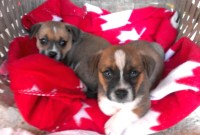 puppies free to good home near me puppies free to good home near me