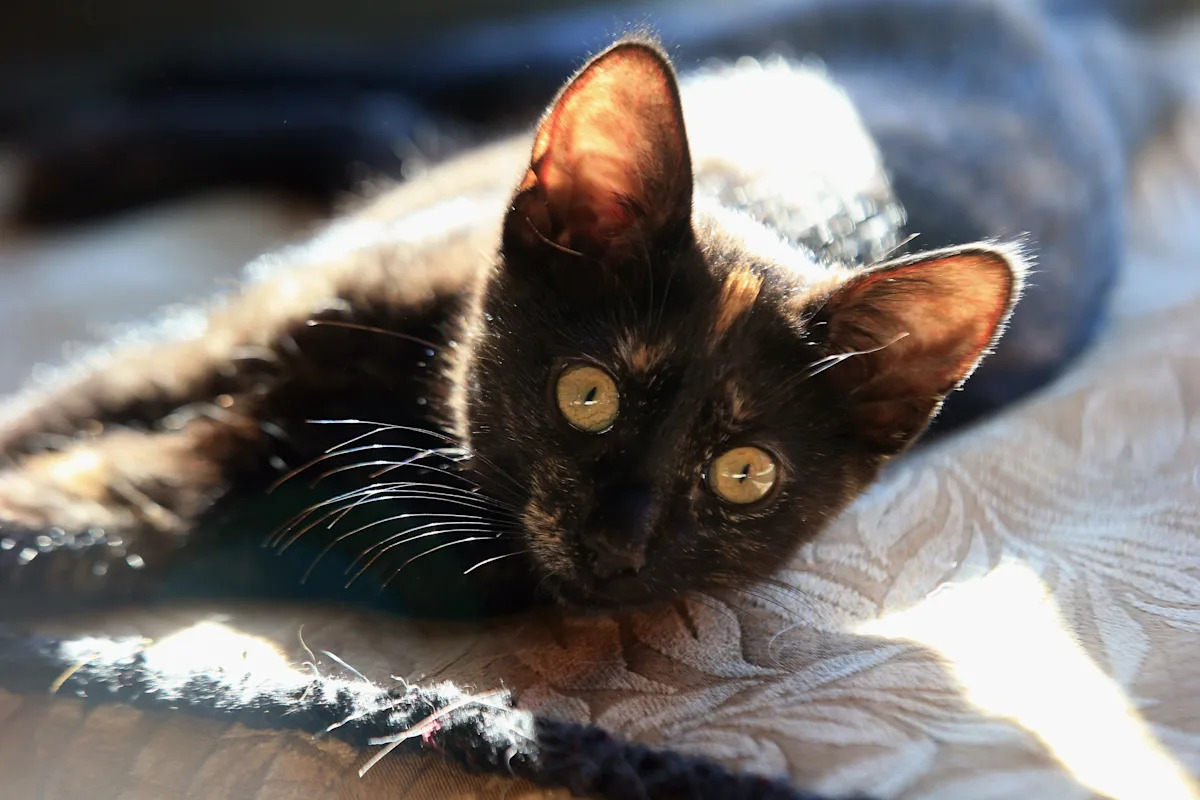 Great American Rescue Bowl time, channel Great American Rescue Bowl time, channel