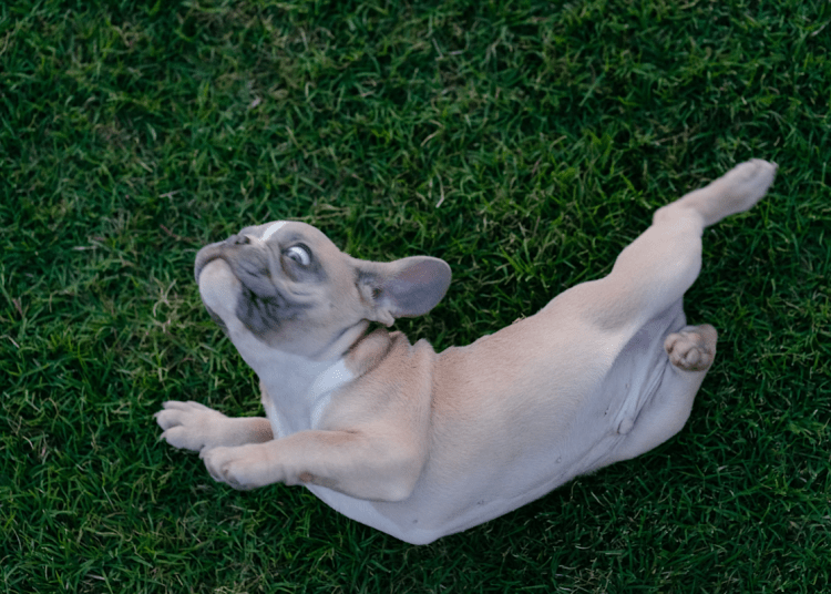 Petco unintentionally uncovered heaps of buyer info Petco unintentionally uncovered heaps of buyer info