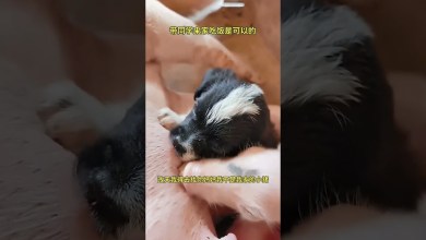 Orphaned dog #trending #funny #trend #monkey #hot news Orphaned dog #trending #funny #trend #monkey #hot news