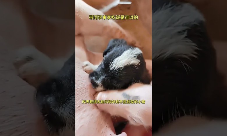 Orphaned dog #trending #funny #trend #monkey #hot news Orphaned dog #trending #funny #trend #monkey #hot news