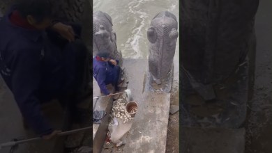 Waiting for the Fruit to Fall #trending #food #trend #smartphone Waiting for the Fruit to Fall #trending #food #trend #smartphone