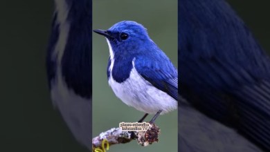 wo mera Nabi mera nabi naat #naat #naatsharif #naat wo mera Nabi mera nabi naat #naat #naatsharif #naat