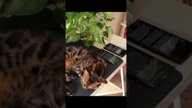 Amazing Feature on Samsung Galaxy Phones !#s24 Amazing Feature on Samsung Galaxy Phones !#s24