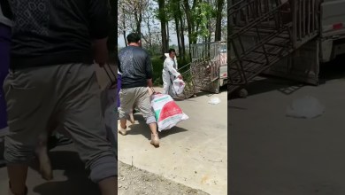 The Art of Herding Pigs The Art of Herding Pigs