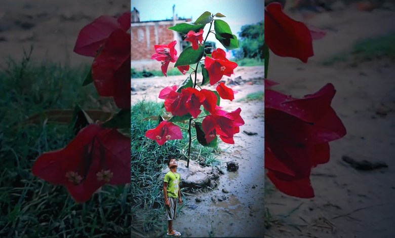 SAMSUNG SUT Barish slow motion video #shorts SAMSUNG SUT Barish slow motion video #shorts