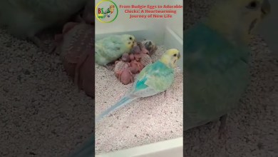 From Budgie Eggs to Adorable Chicks A Heartwarming From Budgie Eggs to Adorable Chicks A Heartwarming