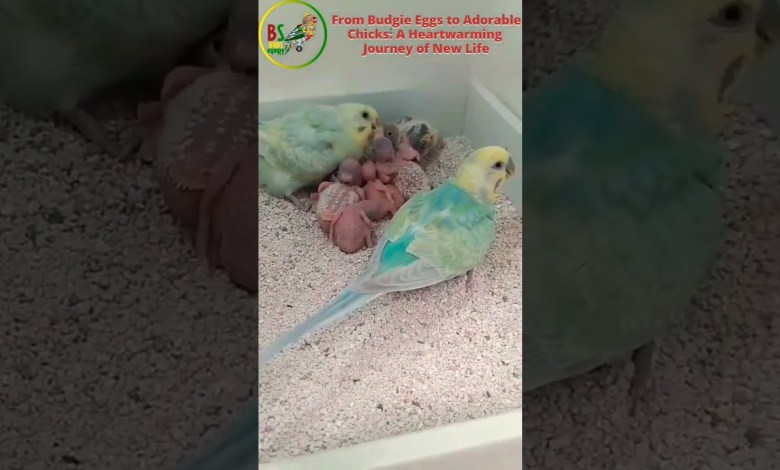From Budgie Eggs to Adorable Chicks A Heartwarming From Budgie Eggs to Adorable Chicks A Heartwarming