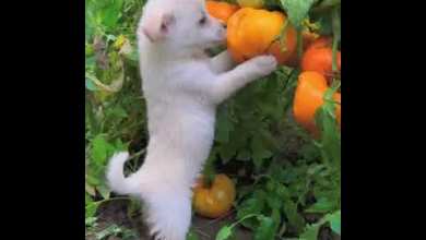 dog ! funny video | short video | viral video | amazing dog ! funny video | short video | viral video | amazing