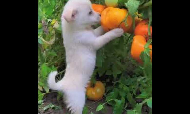dog ! funny video | short video | viral video | amazing dog ! funny video | short video | viral video | amazing