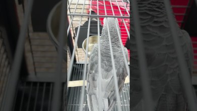 He Reset to Factory Settings When he Saw the Garbage He Reset to Factory Settings When he Saw the Garbage