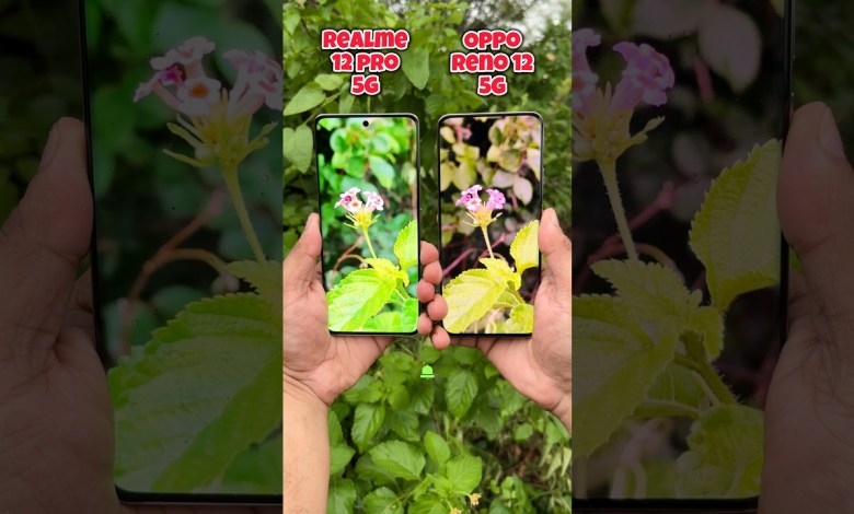 Realme 12 Pro 5g vs Oppo Reno 12 5g Portrait Test Realme 12 Pro 5g vs Oppo Reno 12 5g Portrait Test