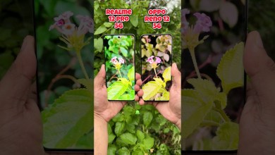 Realme 12 Pro 5g vs Oppo Reno 12 5g Portrait Test Realme 12 Pro 5g vs Oppo Reno 12 5g Portrait Test