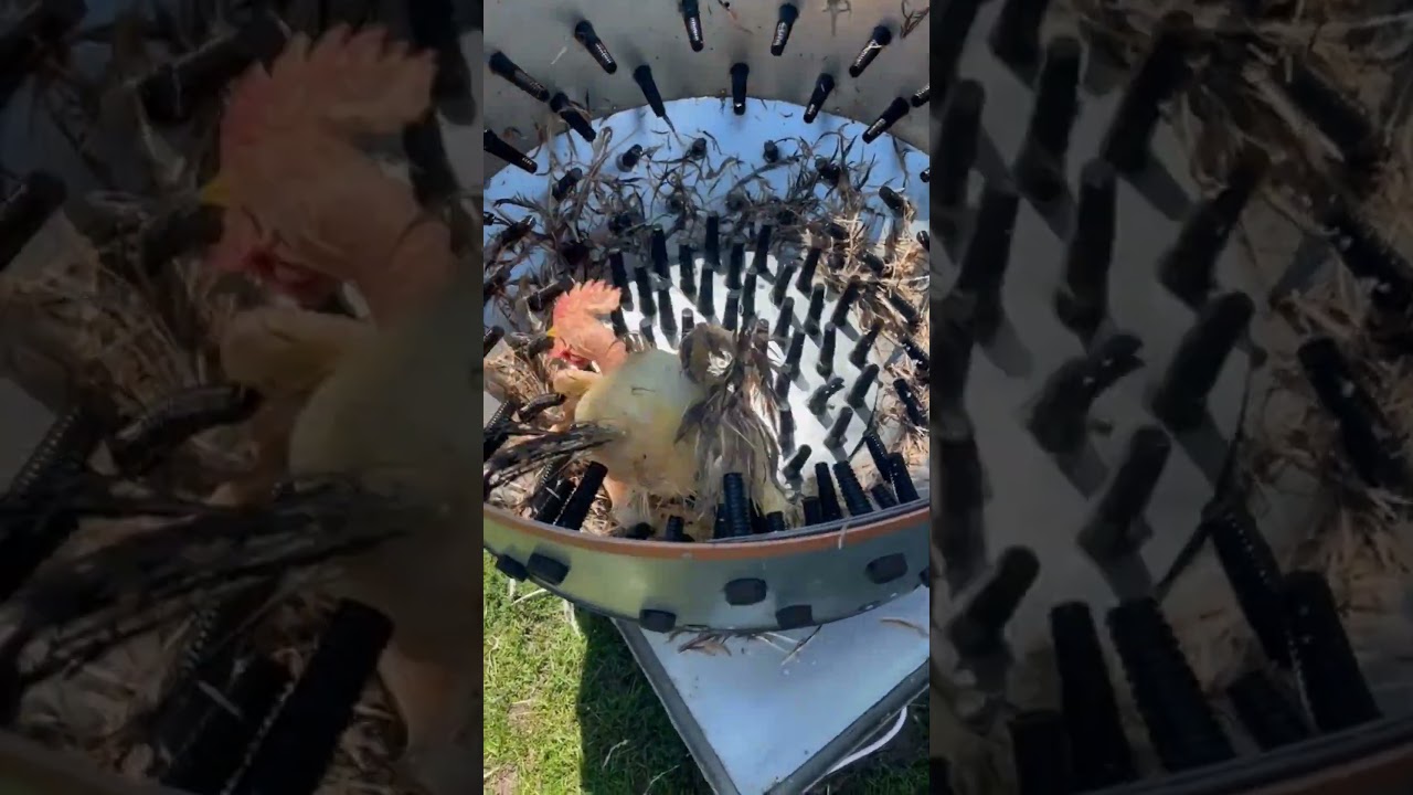 Chicken plucking machine #trending #food #trend #smartphone Chicken plucking machine #trending #food #trend #smartphone