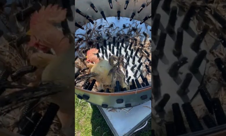 Chicken plucking machine #trending #food #trend #smartphone Chicken plucking machine #trending #food #trend #smartphone