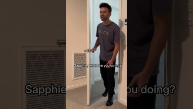 Sapphie the pomsky gets caught for stalking her Sapphie the pomsky gets caught for stalking her