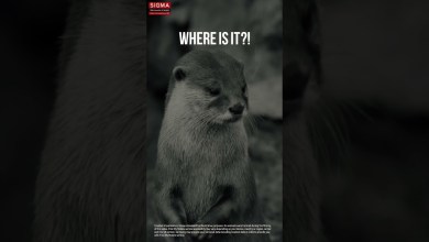 Samsung – Where did I lose my phone? We’ve all Samsung – Where did I lose my phone? We’ve all