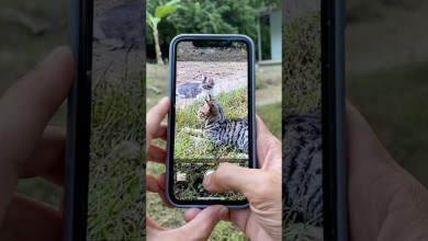 iPhone 11 Camera Zoom Test iPhone 11 Camera Zoom Test