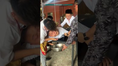 Feed them fat and then they kill them Feed them fat and then they kill them