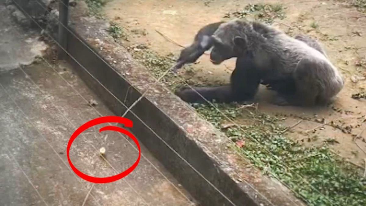 స్మార్ట్ గొరిల్లాస్ పర్యాటకులను ఆశ్చర్యపరుస్తారు, ఆవరణ వెలుపల అరటిపండును చేరుకోవడానికి కర్రలను ఉపయోగించడం ద్వారా స్మార్ట్ గొరిల్లాస్ పర్యాటకులను ఆశ్చర్యపరుస్తారు, ఆవరణ వెలుపల అరటిపండును చేరుకోవడానికి కర్రలను ఉపయోగించడం ద్వారా
