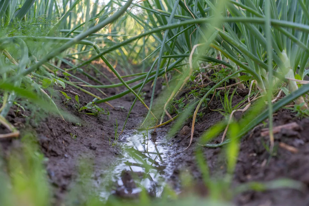 Landwirte am Boden zerstört, nachdem drohende Bedrohung Ernten zerstört: „Sehr schädlich“ Landwirte am Boden zerstört, nachdem drohende Bedrohung Ernten zerstört: „Sehr schädlich“