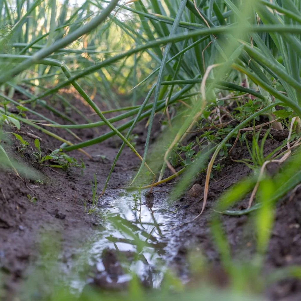 Landwirte am Boden zerstört, nachdem drohende Bedrohung Ernten zerstört: „Sehr schädlich“ Landwirte am Boden zerstört, nachdem drohende Bedrohung Ernten zerstört: „Sehr schädlich“