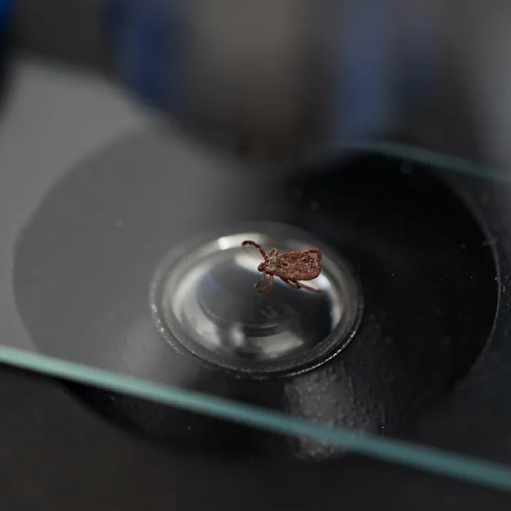 Gesundheitsbeamte ertönt alarmiert, nachdem sie Krankheiten im gesamten Bundesstaat erkannt haben – hier ist, was Sie wissen müssen Gesundheitsbeamte ertönt alarmiert, nachdem sie Krankheiten im gesamten Bundesstaat erkannt haben – hier ist, was Sie wissen müssen