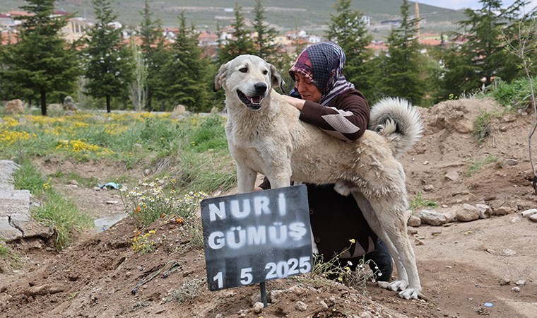 ’Garip’in vefası: Ölen sahibinin mezarından ayrılmıyor ’Garip’in vefası: Ölen sahibinin mezarından ayrılmıyor