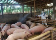 WASPADA! VIRUS DEMAM BABI AFRIKA BERPOTENSI MASUK WILAYAH KALSEL WASPADA! VIRUS DEMAM BABI AFRIKA BERPOTENSI MASUK WILAYAH KALSEL