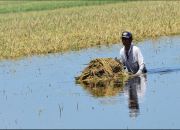 Sawah Terendam Petani Gagal Panen, Pemprov Kalsel Akan Berikan Bantuan Bibit Dan Benih Sawah Terendam Petani Gagal Panen, Pemprov Kalsel Akan Berikan Bantuan Bibit Dan Benih