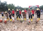 Upaya Mendukung Program Pemerintah Dengan Penanaman Bibit Jagung 1 Juta Hektare di Kabupaten Hulu Sungai Selatan Upaya Mendukung Program Pemerintah Dengan Penanaman Bibit Jagung 1 Juta Hektare di Kabupaten Hulu Sungai Selatan