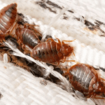 Are Bed Bugs a Year-Round Issue in Hinsdale? Are Bed Bugs a Year-Round Issue in Hinsdale?