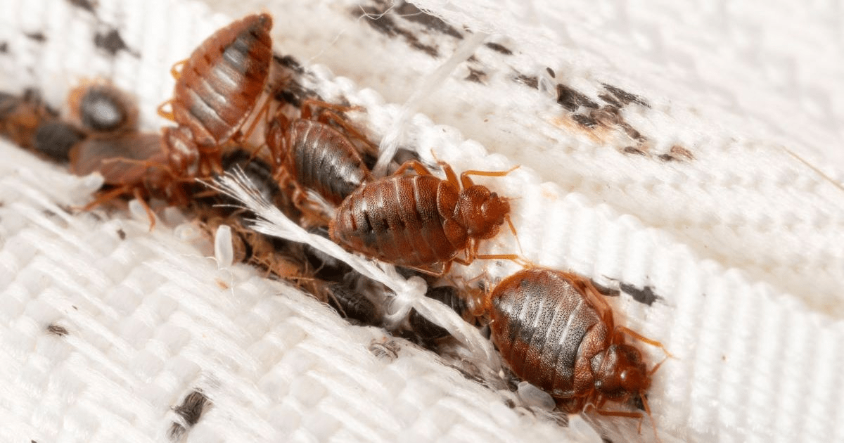 Are Bed Bugs a Year-Round Issue in Hinsdale? Are Bed Bugs a Year-Round Issue in Hinsdale?