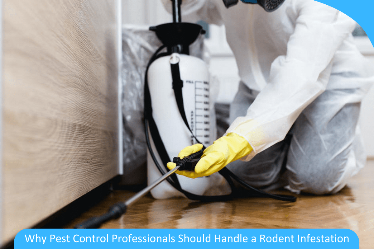 Rodent Control: Why Pest Control Professionals Should Handle a Rodent Infestation Rodent Control: Why Pest Control Professionals Should Handle a Rodent Infestation