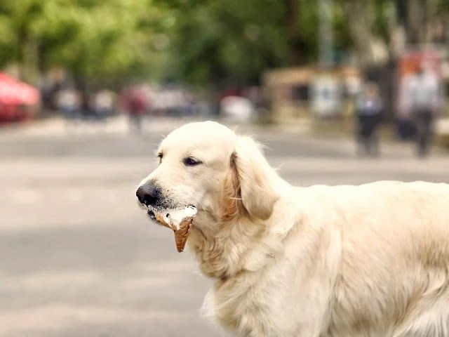 Getting a Taste of Brand Loyalty With Customer-Centricity Getting a Taste of Brand Loyalty With Customer-Centricity