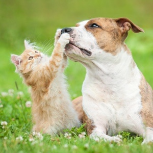 Sophie bietet Katzensitting, Hundesitting, Pferdebetreuung in München Maxvorstadt (Bayern) an Sophie bietet Katzensitting, Hundesitting, Pferdebetreuung in München Maxvorstadt (Bayern) an