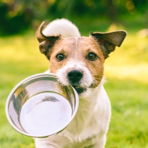 Amelie bietet Hundesitting, Pferdebetreuung, Katzensitting in Braunschweig Mitte (Niedersachsen) an Amelie bietet Hundesitting, Pferdebetreuung, Katzensitting in Braunschweig Mitte (Niedersachsen) an
