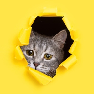 Lena bietet Hundesitting, Pferdebetreuung, Katzensitting in Wunstorf (Niedersachsen) an Lena bietet Hundesitting, Pferdebetreuung, Katzensitting in Wunstorf (Niedersachsen) an