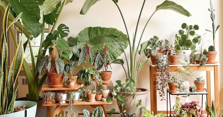 Thriving Indoor Plants Care Tips Correctly  Thriving Indoor Plants Care Tips Correctly