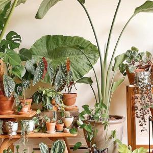 Thriving Indoor Plants Care Tips Correctly  Thriving Indoor Plants Care Tips Correctly
