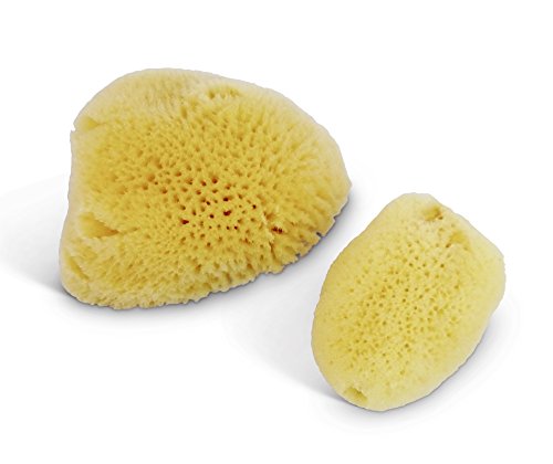 Natural Sea Silk Sponges 12pk: Size 1.5″-3″ like Cotton Balls, for Cosmetic Use, Makeup Application & Removal, Face & Eye Cleaning, with Luxury Gift Bag by Constantia Beauty®
