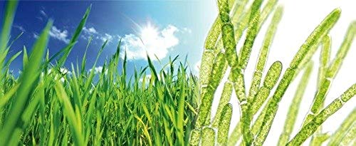 Optimally Organic Super Greens All Natural Blend Powder, Supports Mental Clarity & Energy