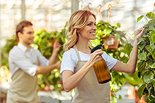 American Health Klamath Shores Blue Green Algae – 120 Capsules – Fresh Water Phytonutrient-Rich Algae Superfood…